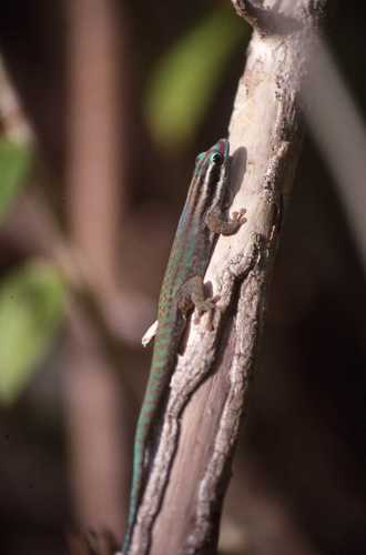 Phelsuma ornata
