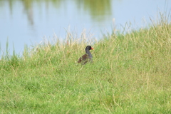 Gallinula chloropus
