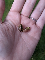 Contarinia virginianiae