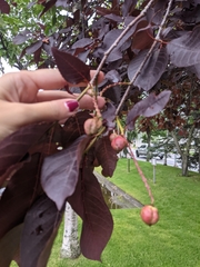 Contarinia virginianiae