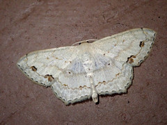 Scopula pulchellata