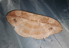 Sphingognatha asclepiades