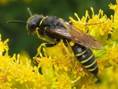 Philanthus solivagus