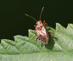 Rhopalus subrufus