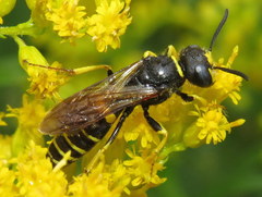 Philanthus solivagus