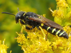 Philanthus solivagus