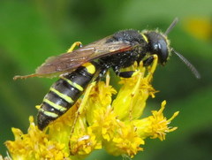 Philanthus solivagus