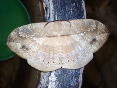 Sphingognatha asclepiades