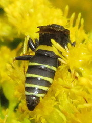 Philanthus solivagus