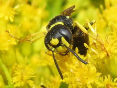 Philanthus solivagus