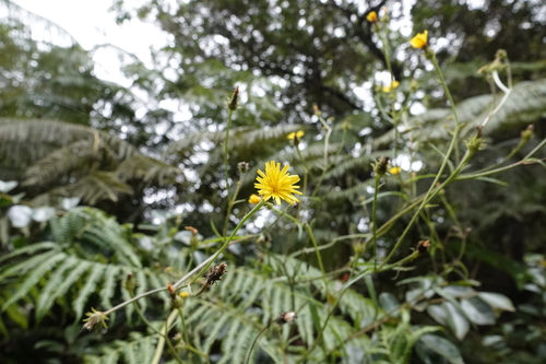Picris hieracioides observed 2021-08-11
