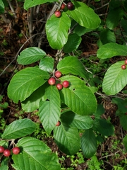 Frangula betulifolia