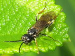 Allantus cinctus