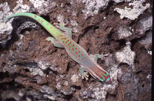 Ornate Day Gecko