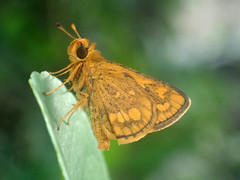 Taractrocera luzonensis tissara