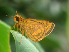Taractrocera luzonensis tissara