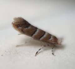 Cameraria ostryarella