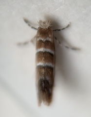 Cameraria ostryarella