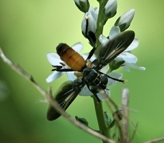 Trichopoda lanipes