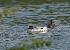 Anas platyrhynchos domesticus