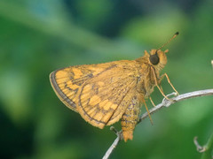 Taractrocera luzonensis tissara