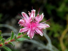 Diastella divaricata divaricata
