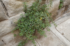 Parietaria