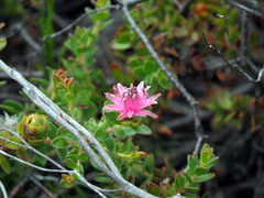Diastella divaricata divaricata