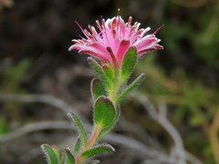 Diastella divaricata divaricata