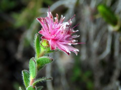 Diastella divaricata divaricata