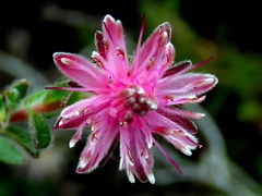 Diastella divaricata divaricata