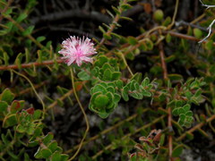Diastella divaricata divaricata