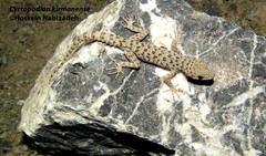 Cyrtopodion kirmanense