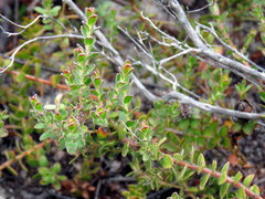 Diastella divaricata divaricata