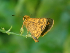 Taractrocera luzonensis tissara