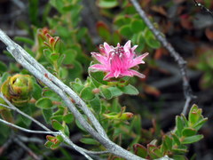 Diastella divaricata divaricata