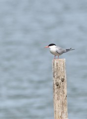 Sterna hirundo