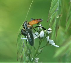 Trichopoda lanipes