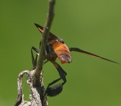 Trichopoda lanipes