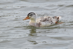 Anas platyrhynchos domesticus