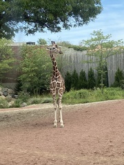 Giraffa camelopardalis
