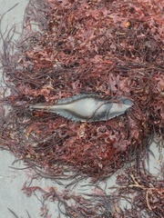 Callorhinchus callorynchus