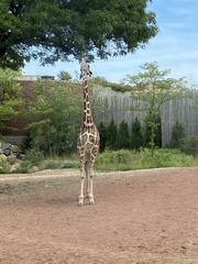 Giraffa camelopardalis
