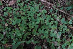 Hydrocotyle bowlesioides
