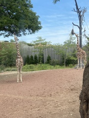 Giraffa camelopardalis