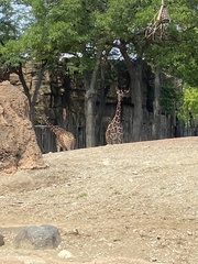 Giraffa camelopardalis