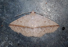 Ugia disjungens