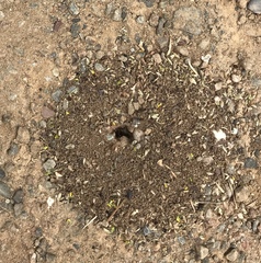 Pheidole californica