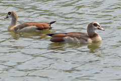 Alopochen aegyptiaca