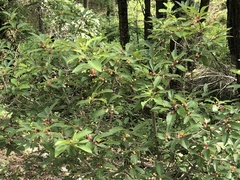 Frangula betulifolia